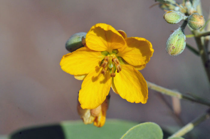 Twinleaf Senna has yellow flowers in open clusters on short stalks of 1 to 3; short flowering stalk; the fruit is an oblong pod with soft erect hairs (pubescent) and slight constriction between the internal seeds.  Senna bauhinioides